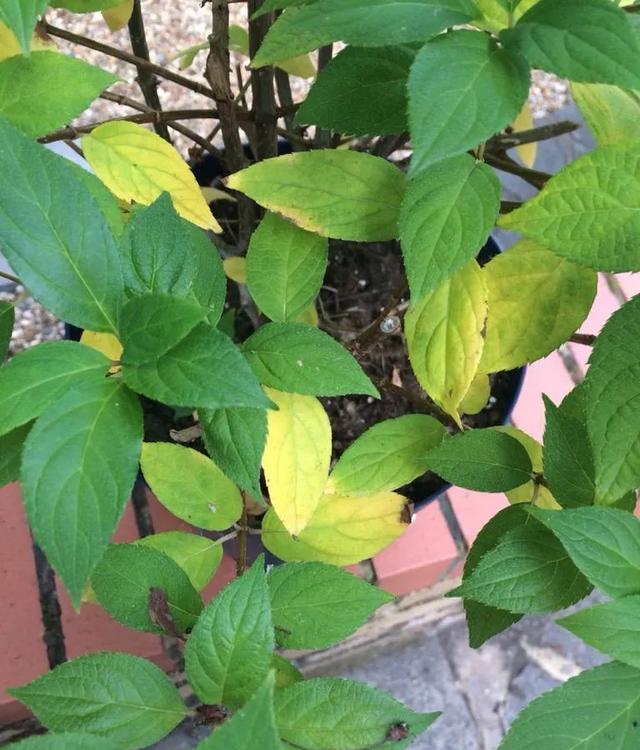 点做错了, 发黄干枯, img
